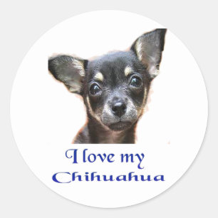 Chihuahua Runder Aufkleber