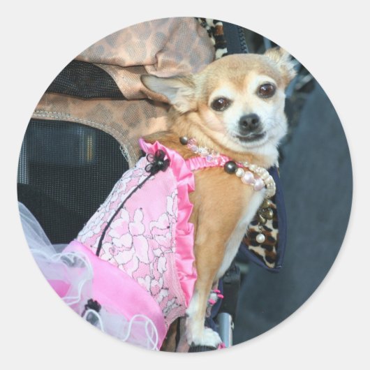 Chihuahua Runder Aufkleber (Vorderseite)