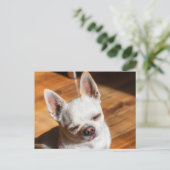 Chihuahua-schläfriger Squint entspanntes Zungenaus Postkarte (Stehend Vorderseite)