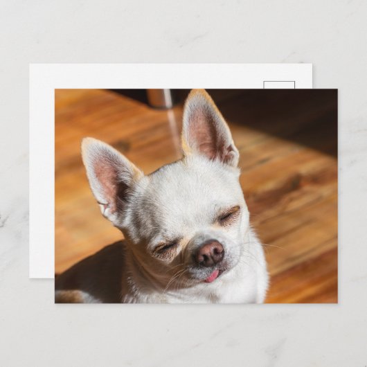 Chihuahua-schläfriger Squint entspanntes Zungenaus Postkarte (Vorne/Hinten)