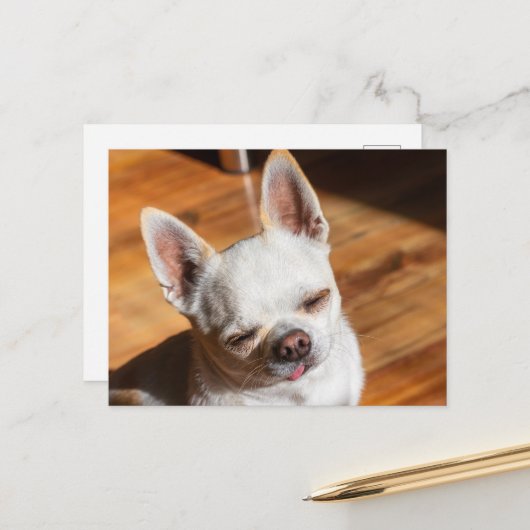 Chihuahua-schläfriger Squint entspanntes Zungenaus Postkarte (Vorderseite/Rückseite Beispiel)