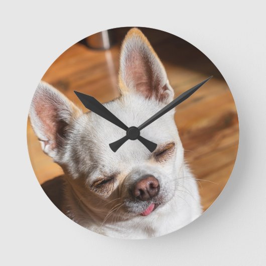 Chihuahua-schläfriger Squint entspanntes Zungenaus Runde Wanduhr (Vorderseite)