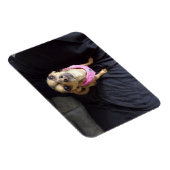 Chihuahua sieht Sie Nr. 2 Flexible Magnet (Rechte Seite)