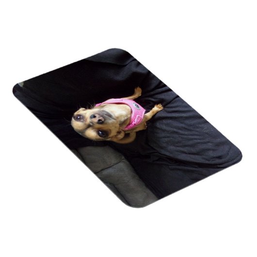 Chihuahua sieht Sie Nr. 2 Flexible Magnet (Rechte Seite)