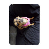 Chihuahua sieht Sie Nr. 2 Flexible Magnet (Vertikal)