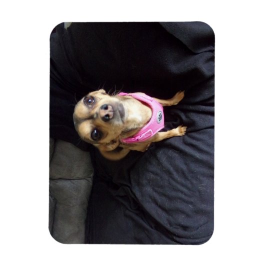 Chihuahua sieht Sie Nr. 2 Flexible Magnet (Vertikal)