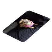 Chihuahua sieht Sie Nr. 2 Flexible Magnet (Linke Seite)