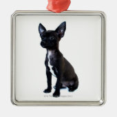 Chihuahua Silbernes Ornament (Vorne)
