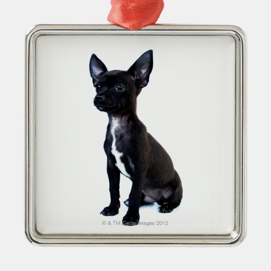 Chihuahua Silbernes Ornament (Vorne)