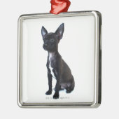 Chihuahua Silbernes Ornament (Links)
