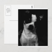 Chihuahua Small Dog Postkarte (Vorne/Hinten)