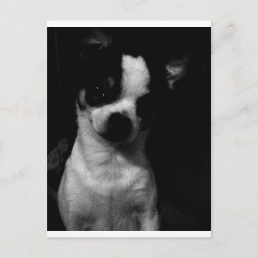Chihuahua Small Dog Postkarte (Vorderseite)