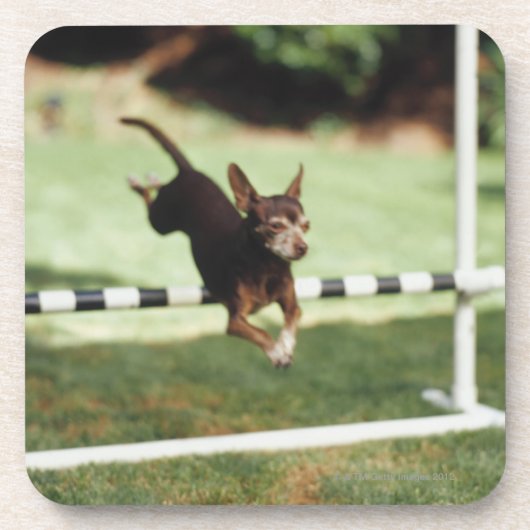 Chihuahua-springende Hürde Untersetzer (Vorderseite)