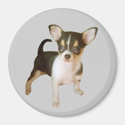 Chihuahua Süsse Magnet (Vorne)
