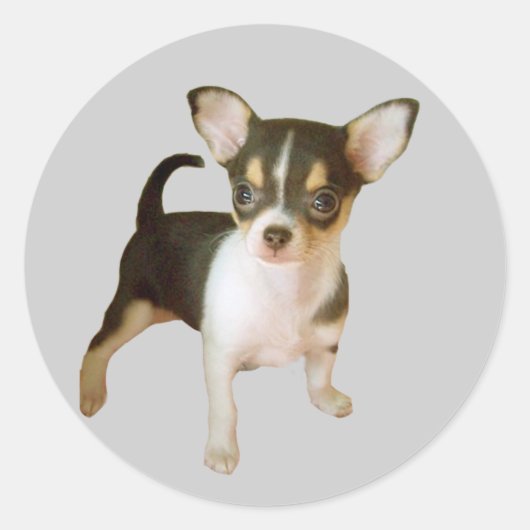 Chihuahua-Süsse Runder Aufkleber (Vorderseite)