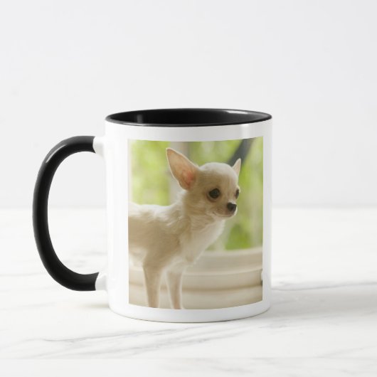 Chihuahua Tasse (Links)