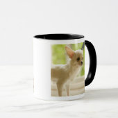Chihuahua Tasse (VorderseiteRechts)