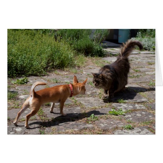 Chihuahua trifft Cat (Vorderseite (Horizontal))