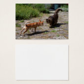 Chihuahua trifft Cat (Vorne & Hinten)