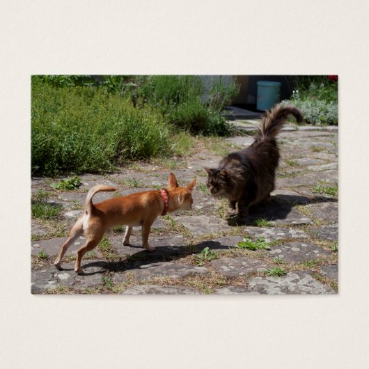 Chihuahua trifft Cat (Vorderseite)