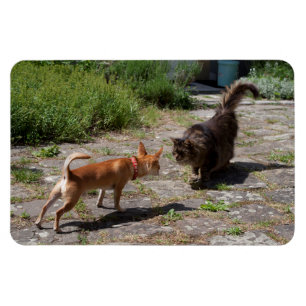 Chihuahua trifft Cat Magnet