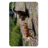 Chihuahua trifft Cat Magnet (Vertikal)