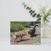 Chihuahua trifft Cat Postkarte (Stehend Vorderseite)
