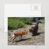 Chihuahua trifft Cat Postkarte (Vorne/Hinten)
