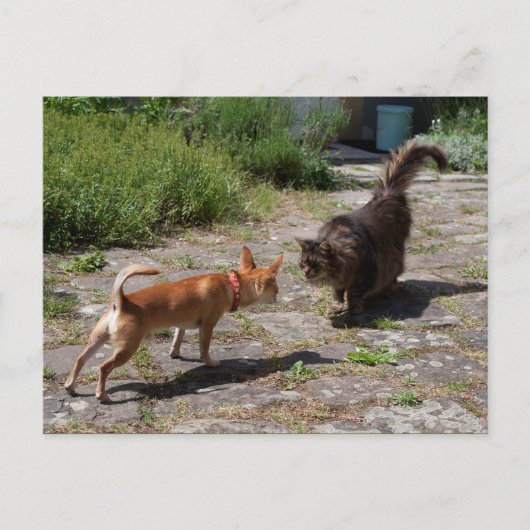 Chihuahua trifft Cat Postkarte (Vorderseite)