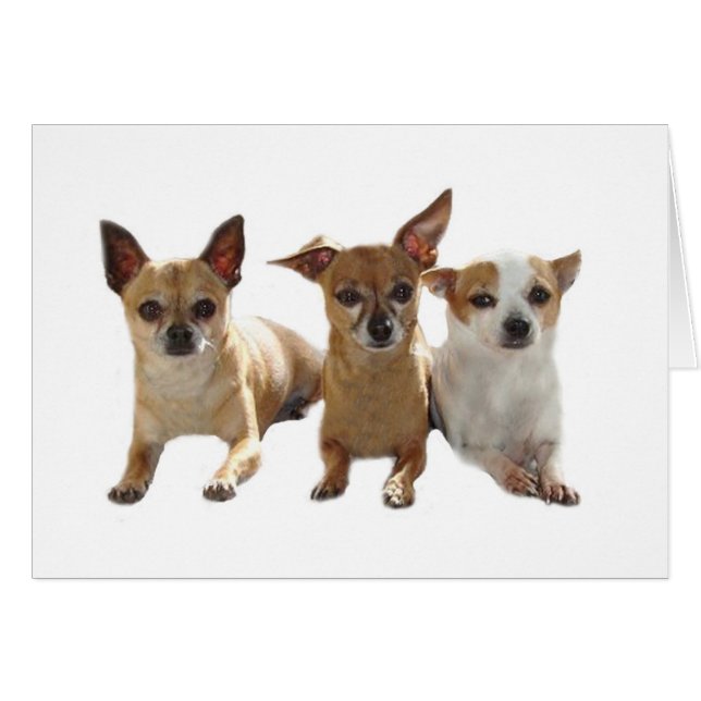 Chihuahua Trio Card (Vorderseite (Horizontal))