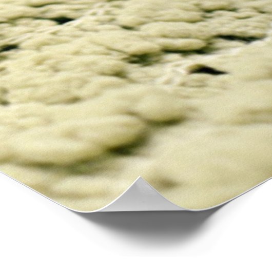 Chihuahua und Malteser Welpe Poster (Ecke)