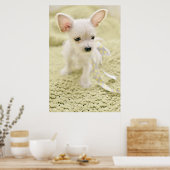 Chihuahua und Malteser Welpe Poster (Küche)