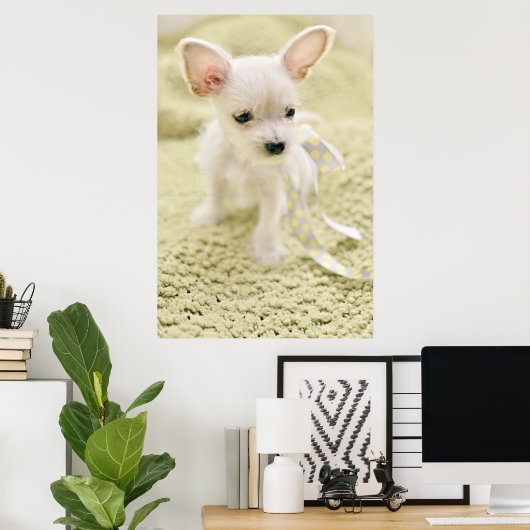 Chihuahua und Malteser Welpe Poster (Heimbüro)