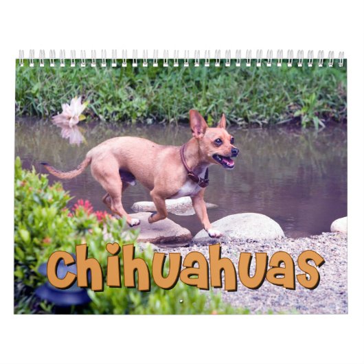 Chihuahua-Wandkalender Kalender (Titelbild)