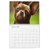 Chihuahua-Wandkalender Kalender (Jan 2027)