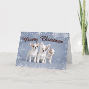 Chihuahua Weihnachten