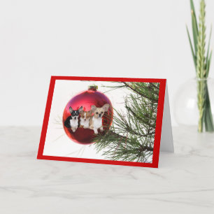 Chihuahua Weihnachtskartenball Feiertagskarte