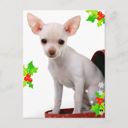 Chihuahua Weihnachtspostkarte Feiertagspostkarte (Vorderseite)