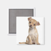 Chihuahua Welpe (2 Monate alt) Magnet (Vorderseite/Rückseite)