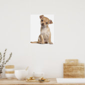 Chihuahua Welpe (2 Monate alt) Poster (Küche)