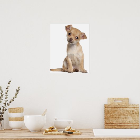 Chihuahua Welpe (2 Monate alt) Poster (Küche)