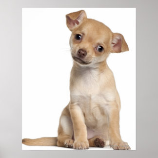 Chihuahua Welpe (2 Monate alt) Poster