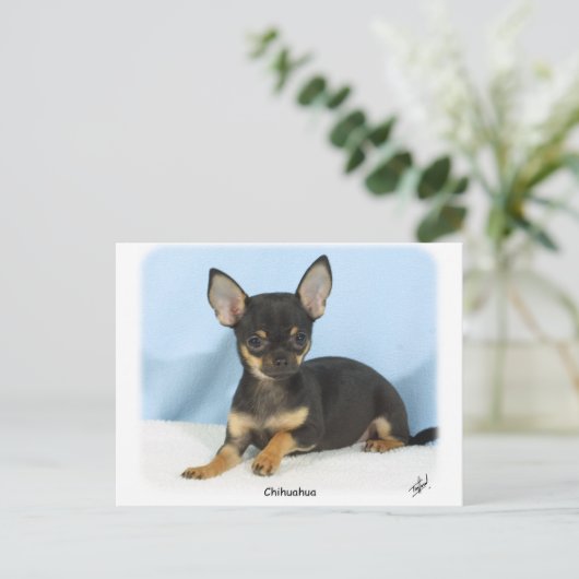 Chihuahua Welpe 9W079D-027 Postkarte (Stehend Vorderseite)