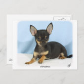 Chihuahua Welpe 9W079D-027 Postkarte (Vorne/Hinten)