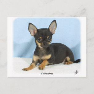 Chihuahua Welpe 9W079D-027 Postkarte