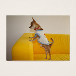 Chihuahua Welpe auf dem gelben Sofa