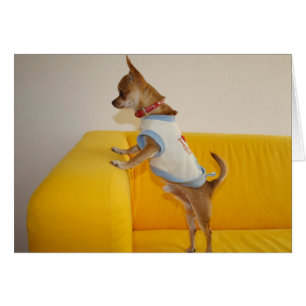 Chihuahua Welpe auf dem gelben Sofa