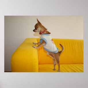 Chihuahua Welpe auf dem gelben Sofa Poster