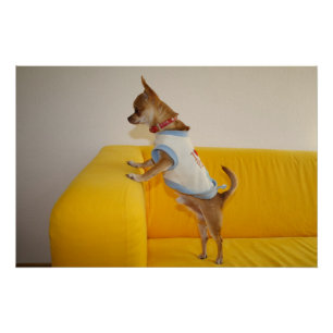 Chihuahua-Welpe auf gelber Couch Poster