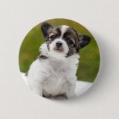 Chihuahua-Welpe Button (Vorderseite)